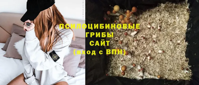 Псилоцибиновые грибы Psilocybe  наркотики  Петровск-Забайкальский 